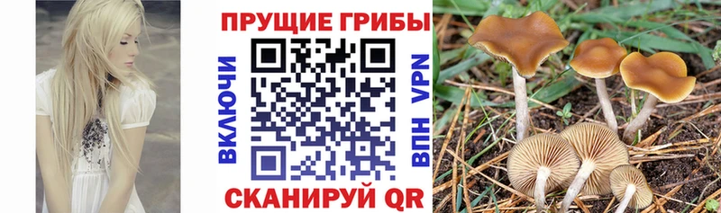 Псилоцибиновые грибы Magic Shrooms  Рошаль 